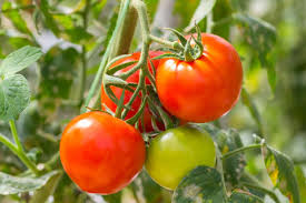 tomato plant